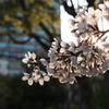 輝く桜の花