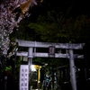 桜に彩られる金刀比羅宮