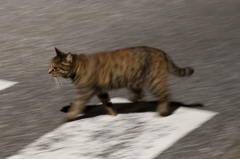 DASH CAT