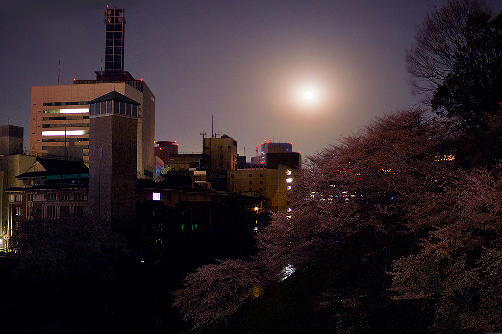 月夜に照らされる