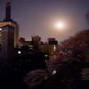 月夜に照らされる