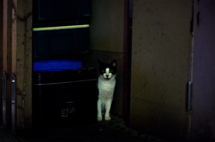隙間の猫たちその４