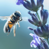 飛翔するミツバチ４