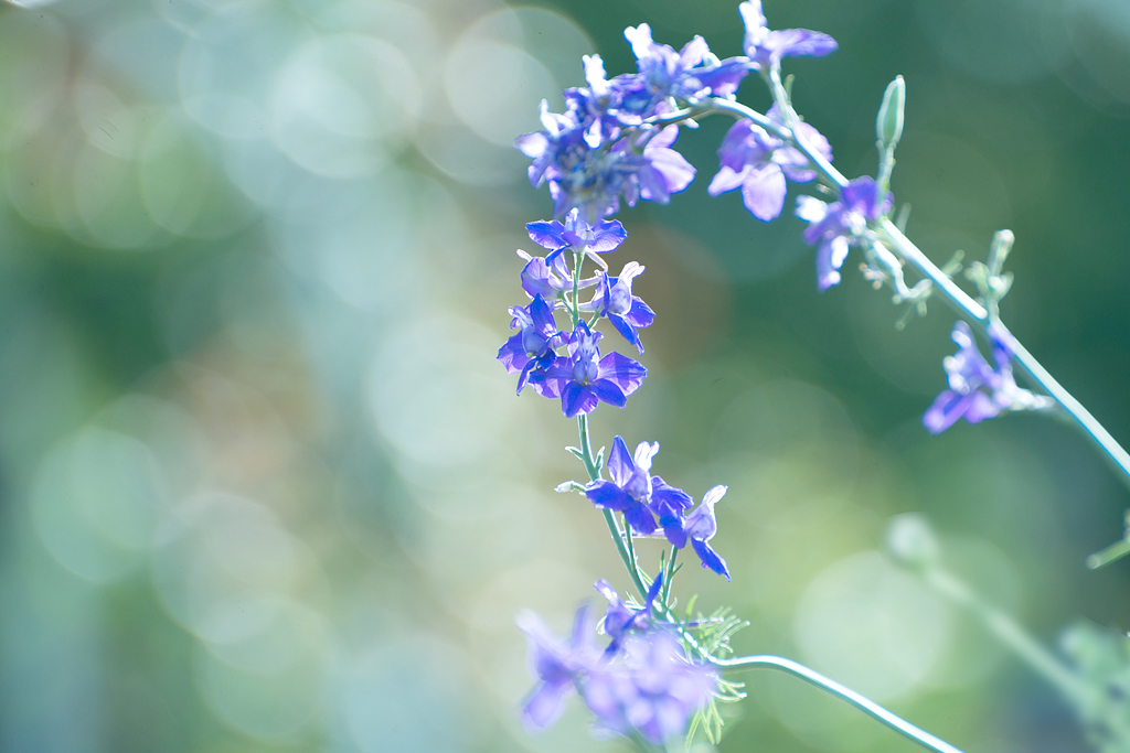 透き通る花の冠