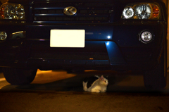 車の下には