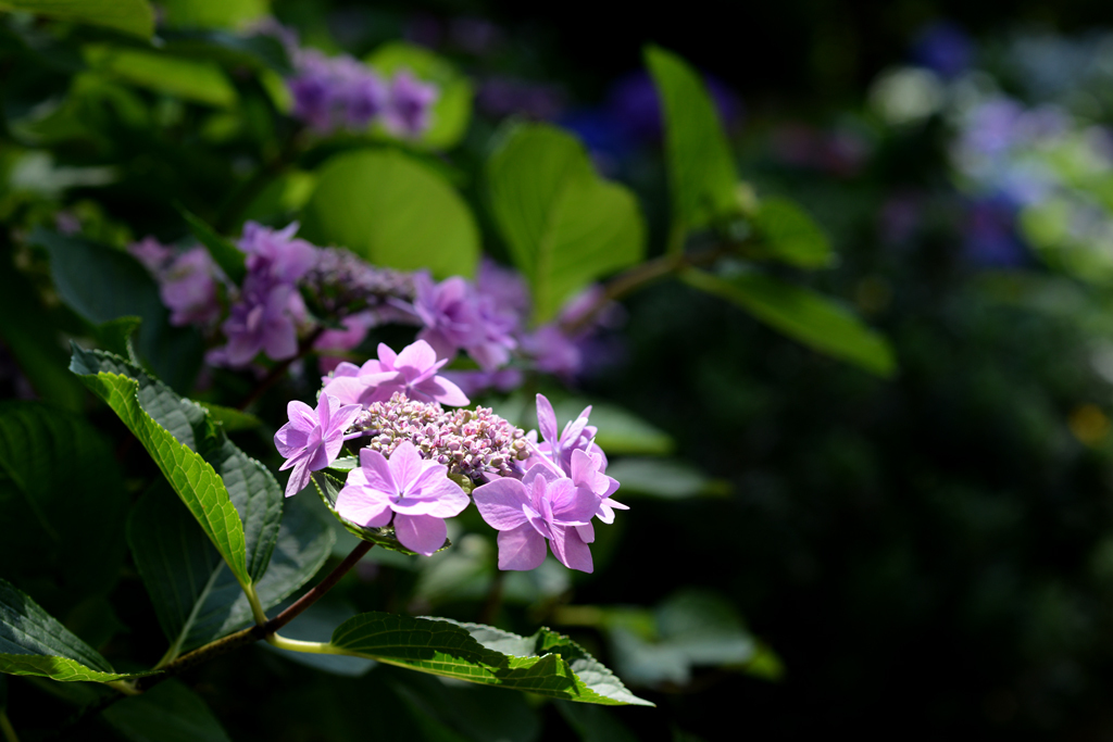 桃色に輝く紫陽花
