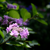 桃色に輝く紫陽花