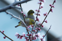 春来たりてメジロも来たり