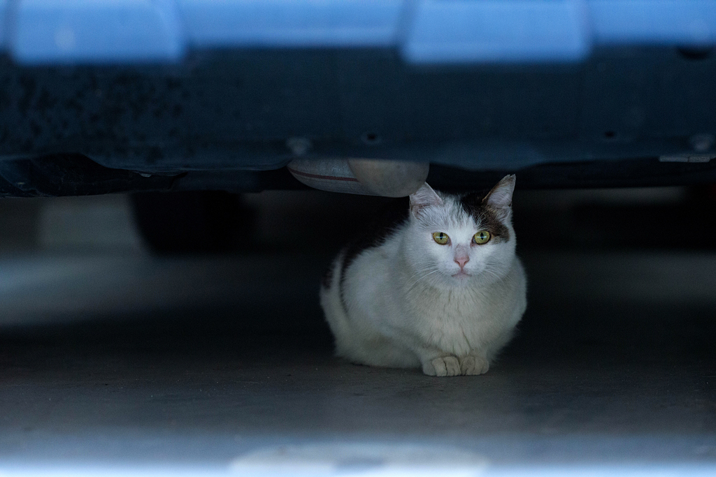 隙間の猫たちその３