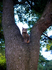 素敵なところにいる猫