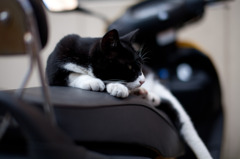 定位置で寝る猫