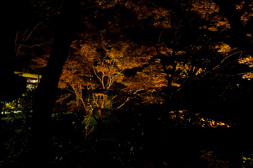 夜に浮き上がる秋色