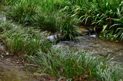 姿見の池の湧水（国分寺その１２）