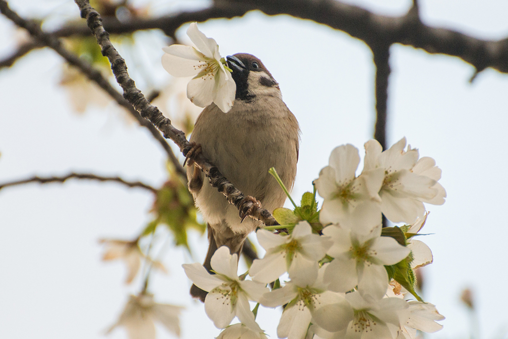 桜のマスク