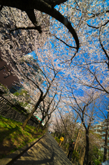 満開の桜並木道