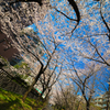 満開の桜並木道