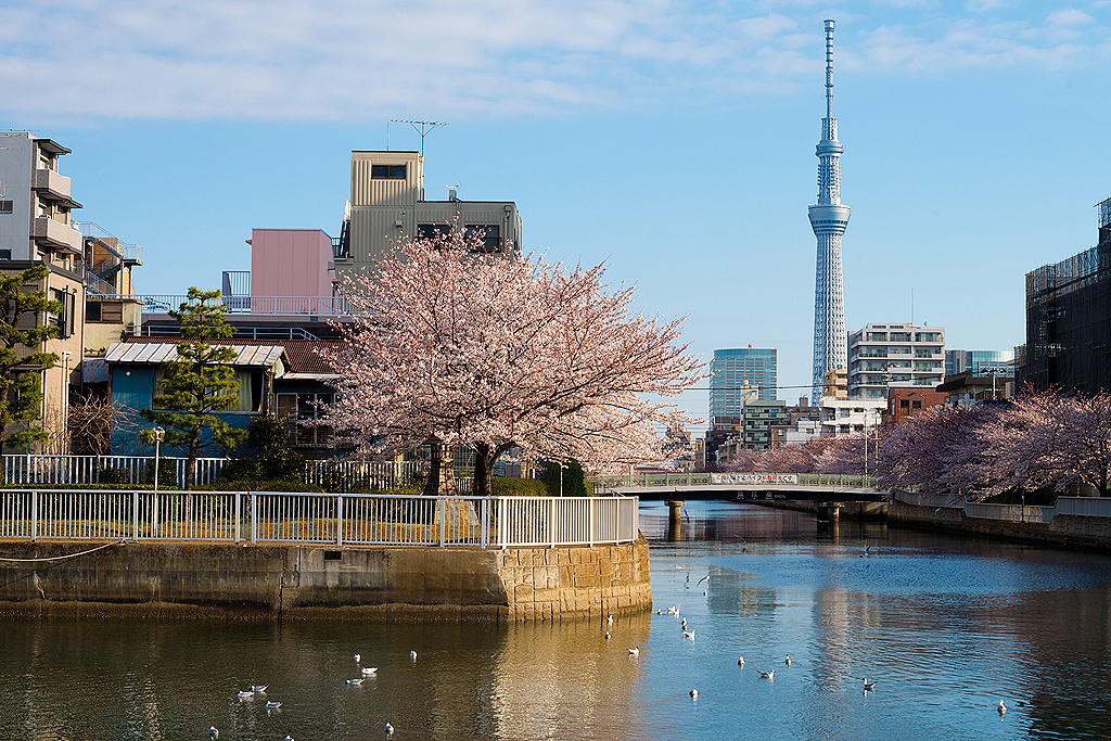 カモメと桜とスカイツリーと