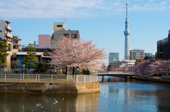 カモメと桜とスカイツリーと