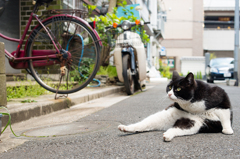 路地裏に座る猫