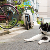 路地裏に座る猫