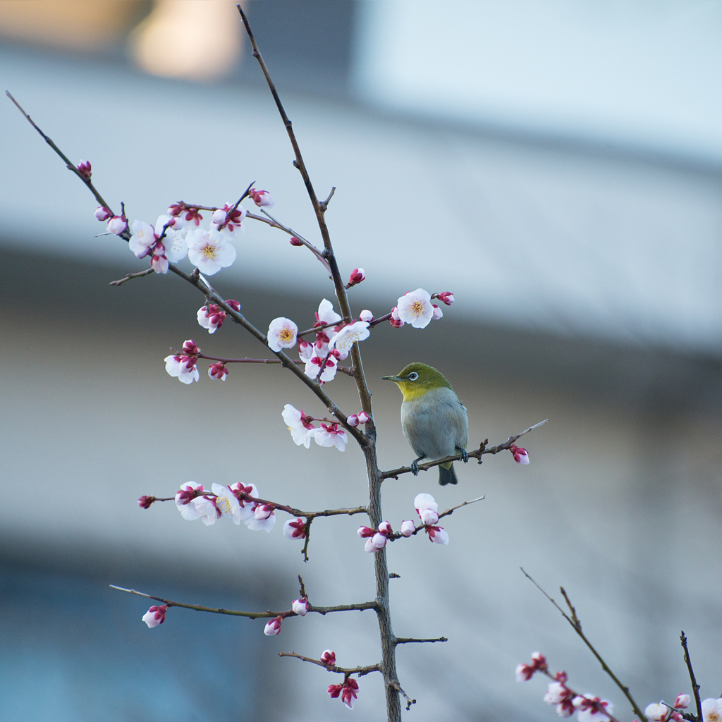 花鳥風月