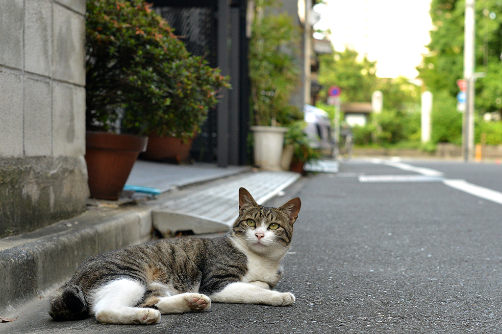 見上げる美猫
