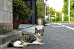 見上げる美猫