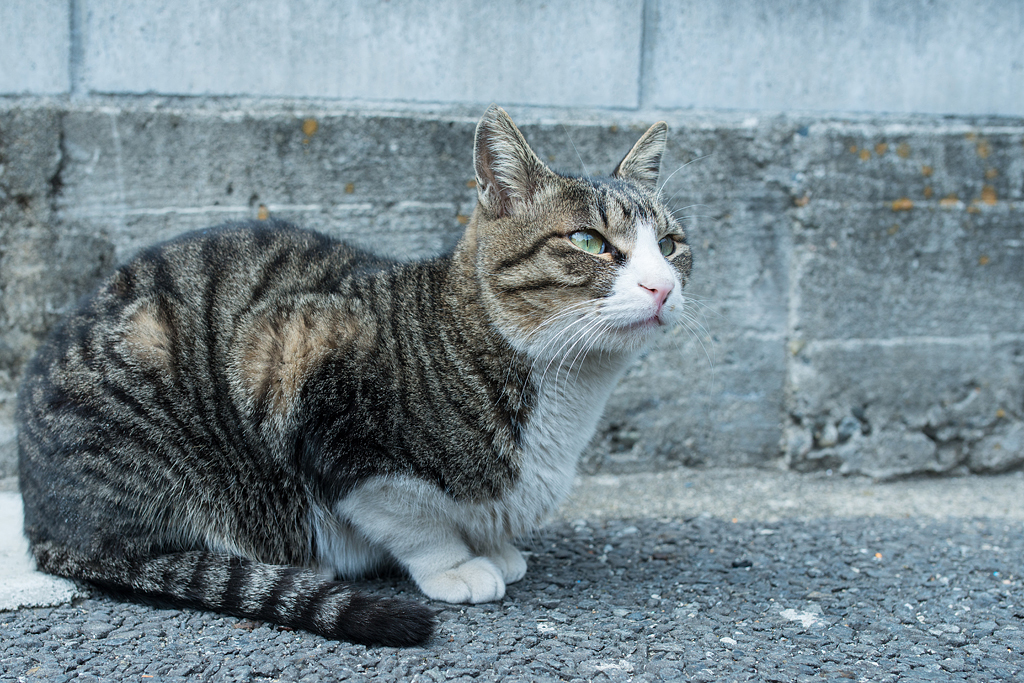 見上げた先には