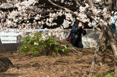 桜に包まれるフォトグラファー