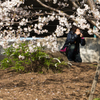 桜に包まれるフォトグラファー