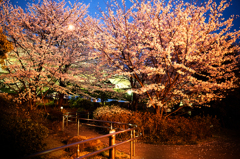 浜町公園の夜桜