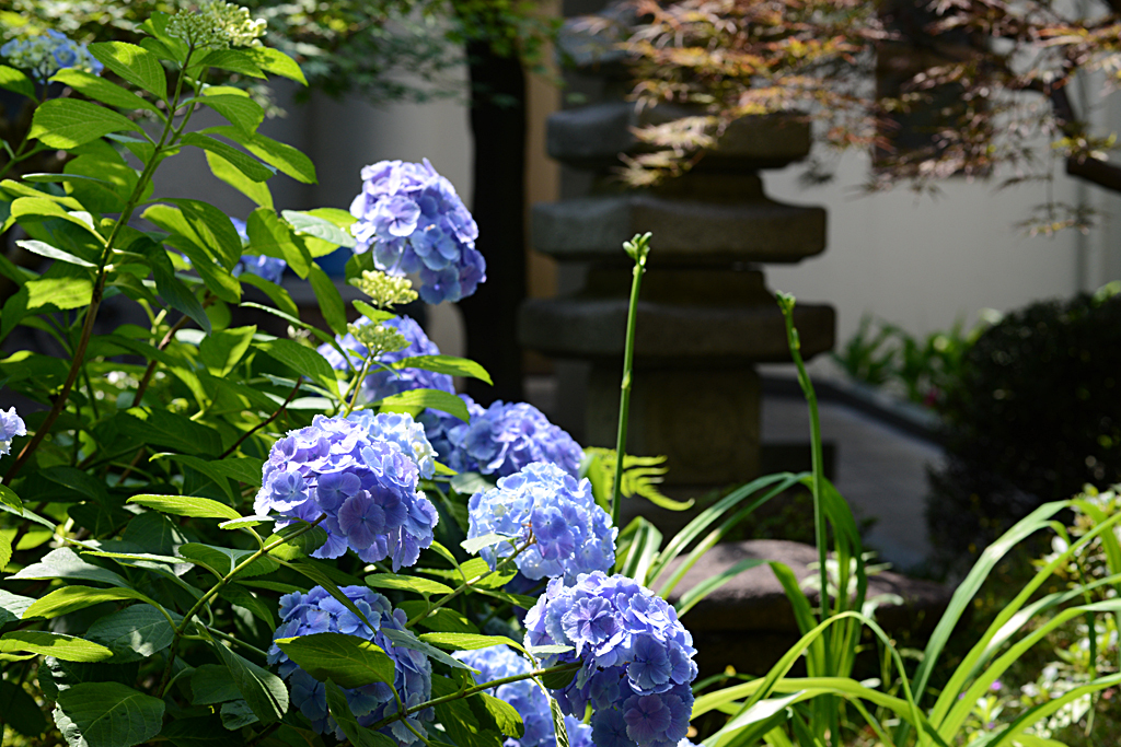 紫陽花と石灯籠