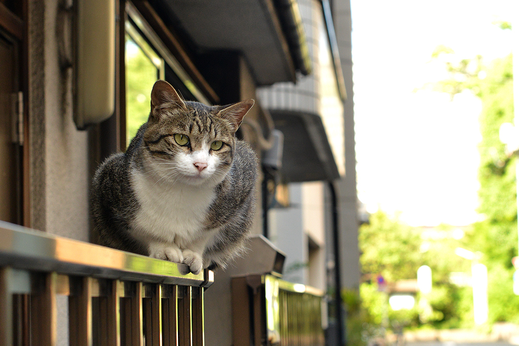 とろける猫の午後３