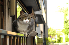 とろける猫の午後３