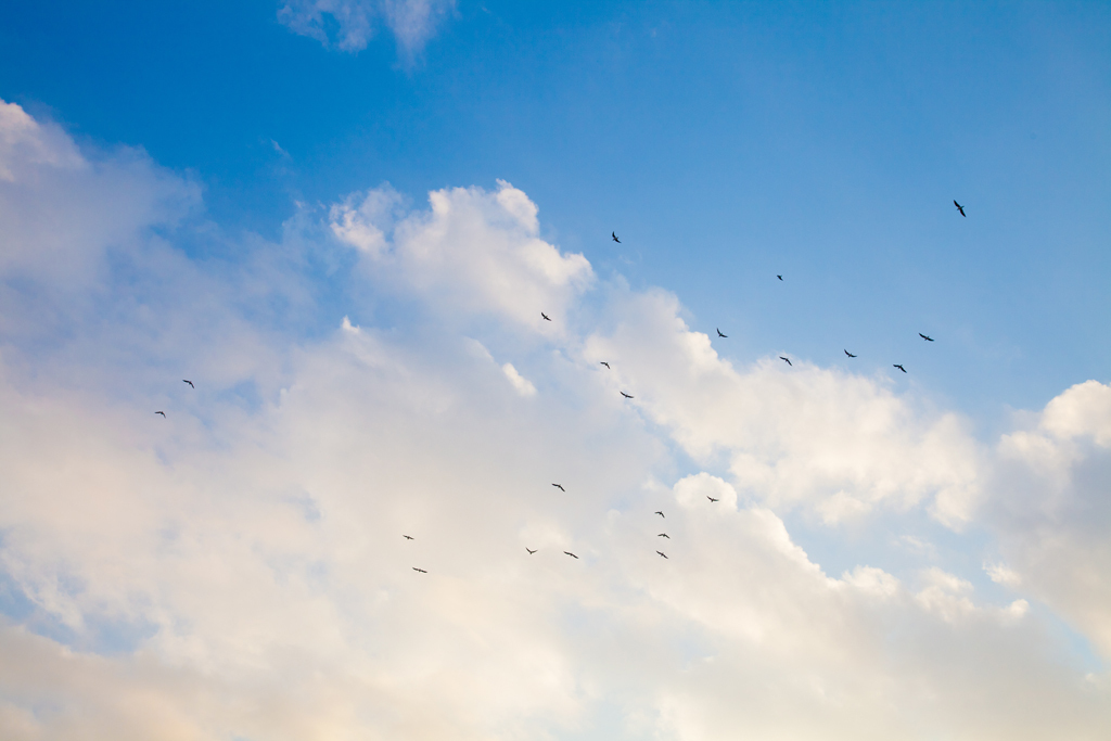 空を駆ける鳥たち