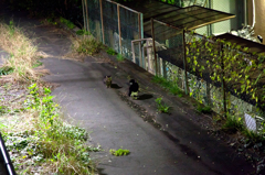 夜の猫会議