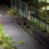 夜の猫会議