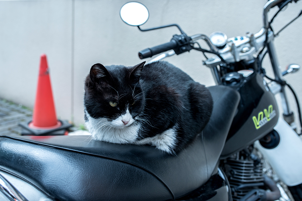 定位置に収まる（組写真３）