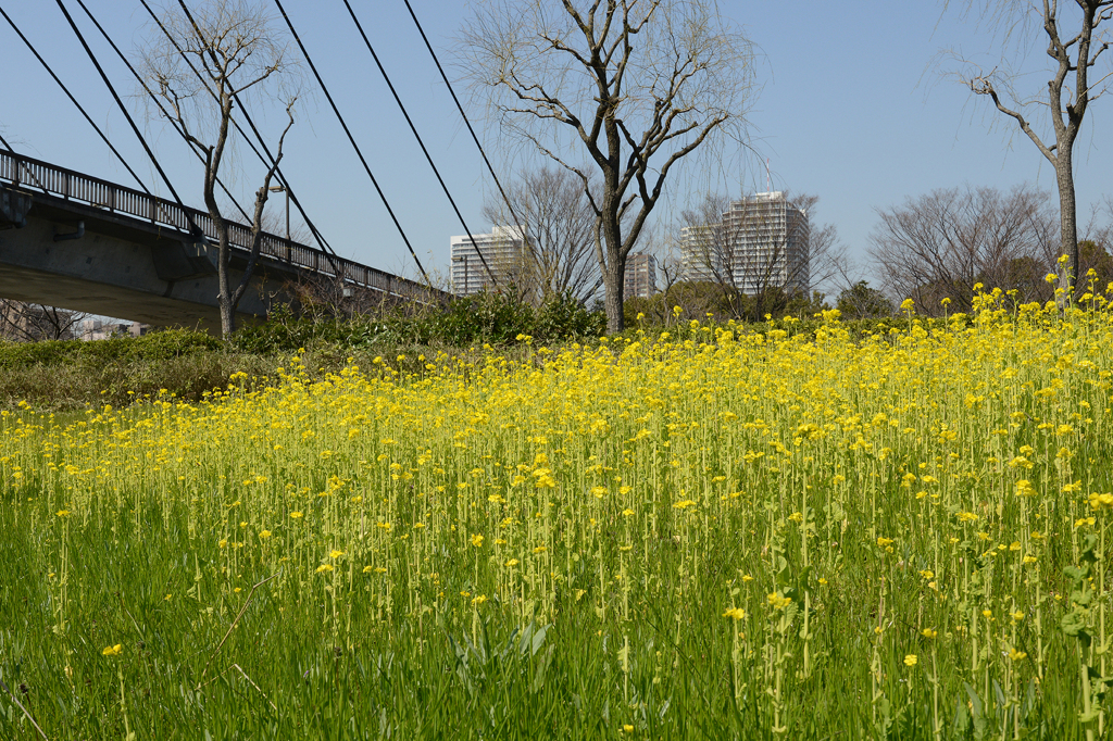 咲き誇る花