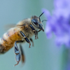 飛翔するミツバチの世界