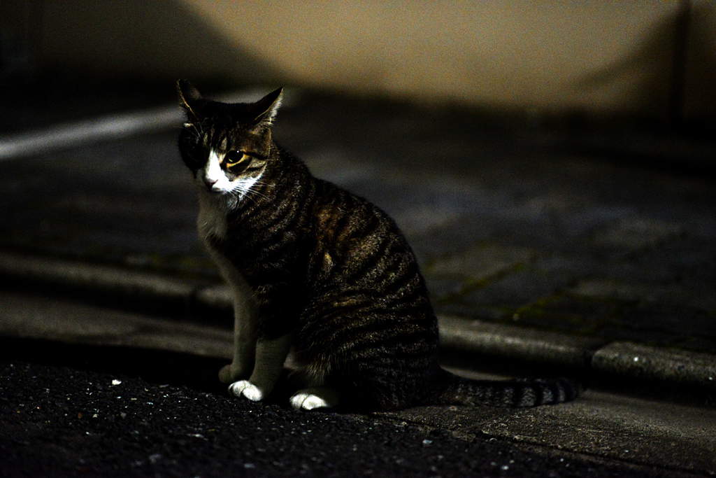 深夜の瞳