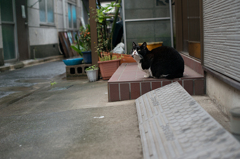 雨やどり