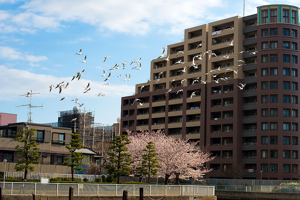 桜の上を羽ばたく
