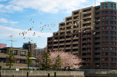 桜の上を羽ばたく