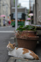 降り始めたかにゃ？