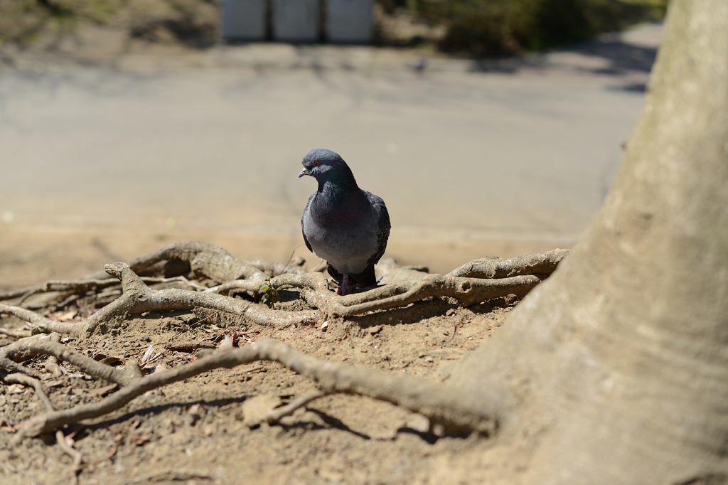 何かを見つめる鳩