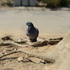 何かを見つめる鳩