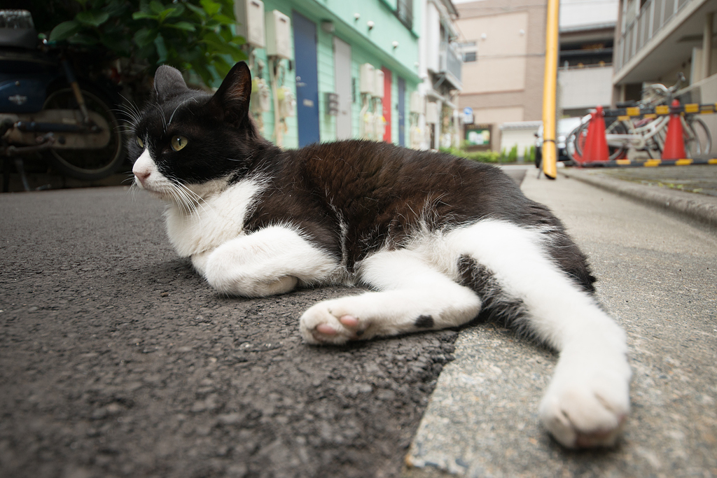 今日の猫さん