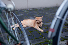 自転車と猫