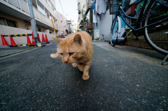 のっしのっし
